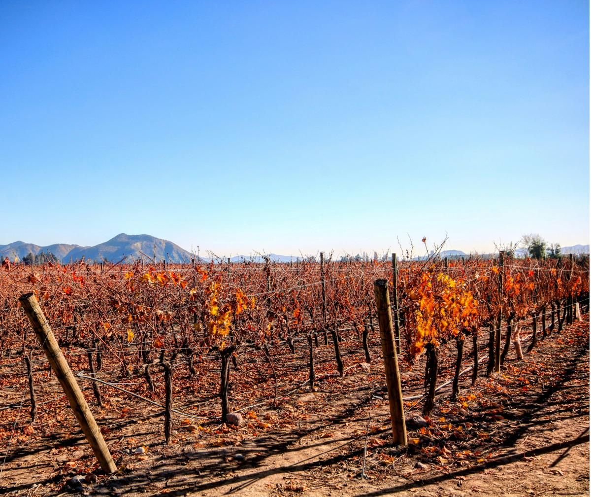 Viñedo en otoño con hileras de parras y cerros al fondo, en un valle productivo de Chile